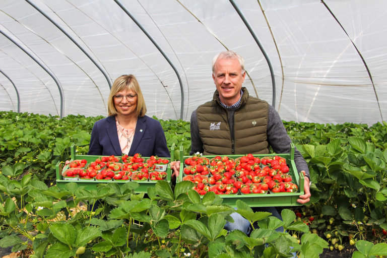 Die ersten heimischen Erdbeeren sind reif