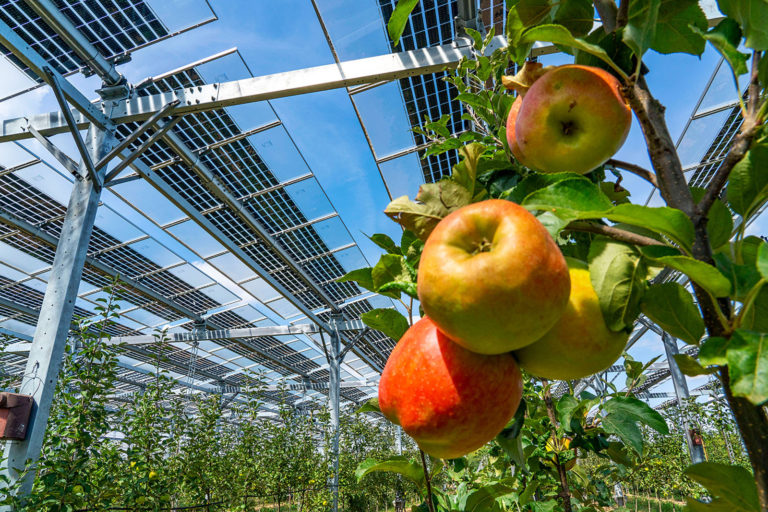 Agri-Photovoltaik kann Erträge sichern und Dürrefolgen abschwächen