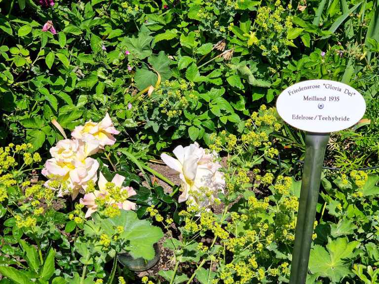 Eine Rose für den Frieden