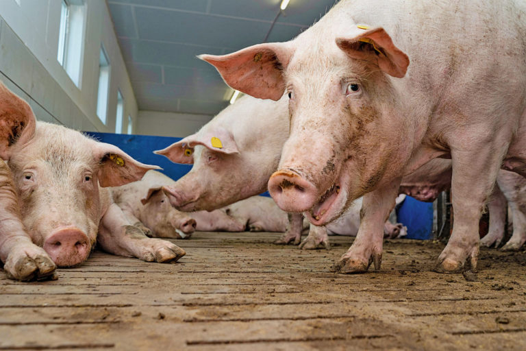 Schweinemarkt: Preisanstieg pausiert