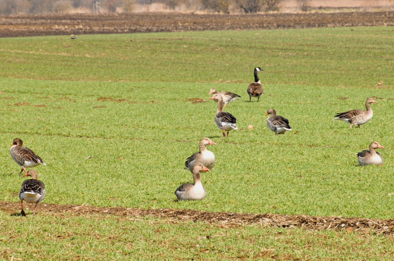 Gänse meiden Winterhafer