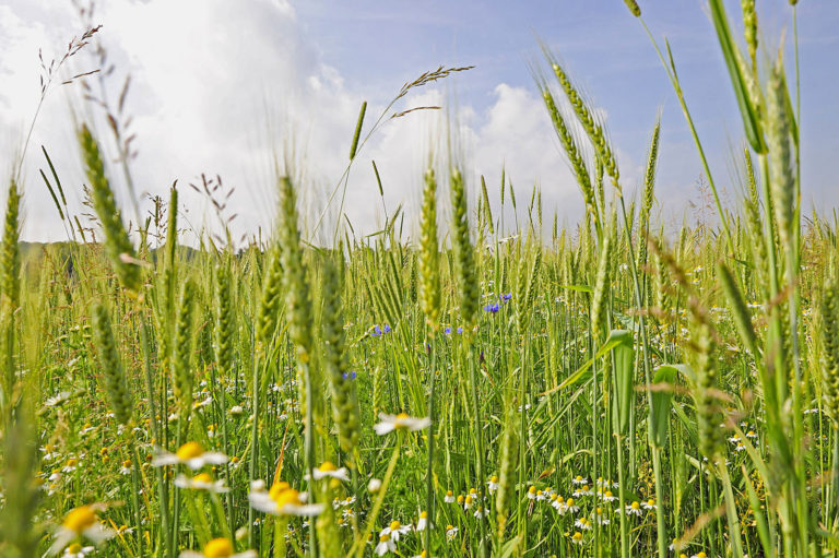 Biopreise unter Druck
