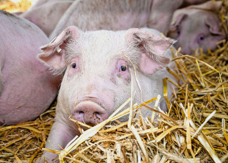 Grünes Licht für den Umbau zu mehr Tierwohl
