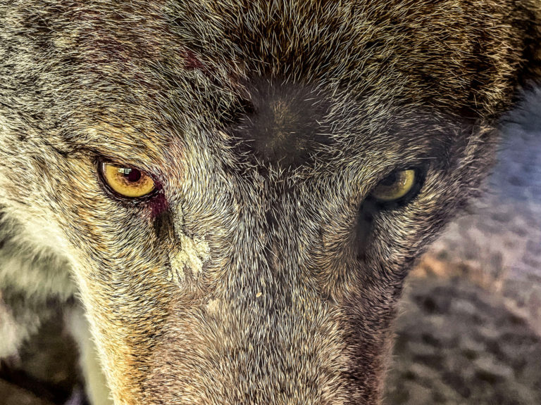 Wolf ins Jagdrecht