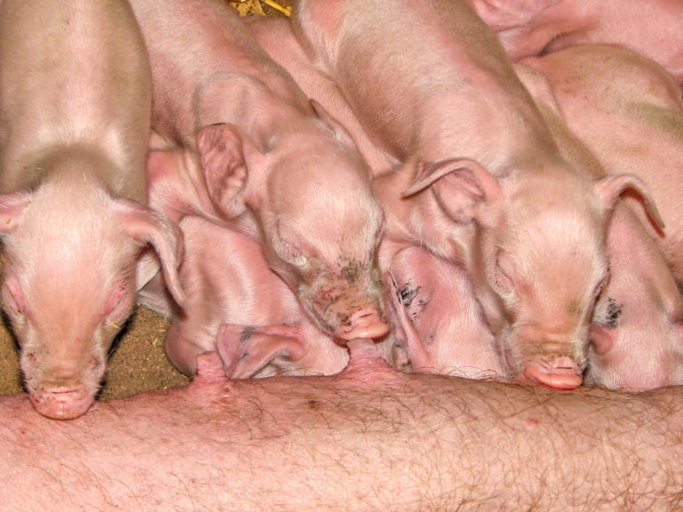 Viele Ferkel – kein Nachteil für die Folgewürfe