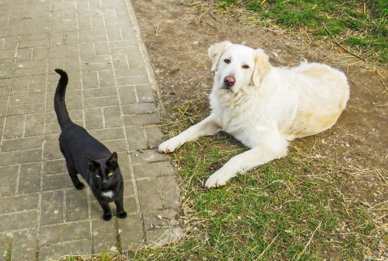 Auf den Hund gekommen