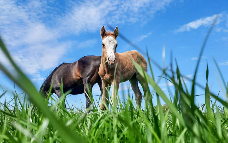 Sommerzeit ist Fohlenzeit