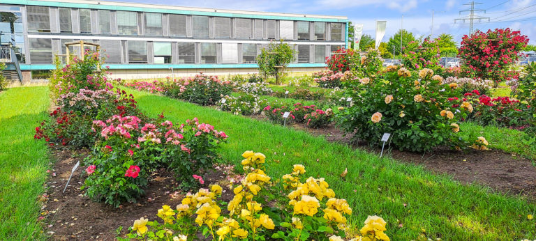 Ausstellungserfolg für Holsteiner Rosenzüchter