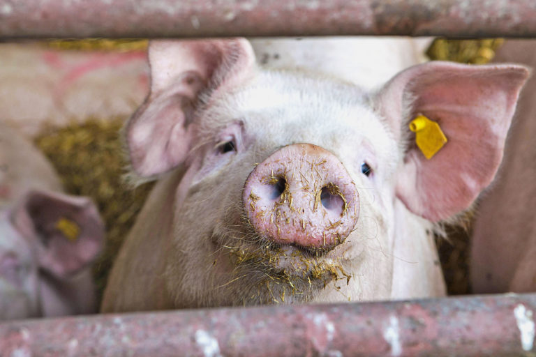 Fokus Schwein: Knappes Angebot stützt Preis