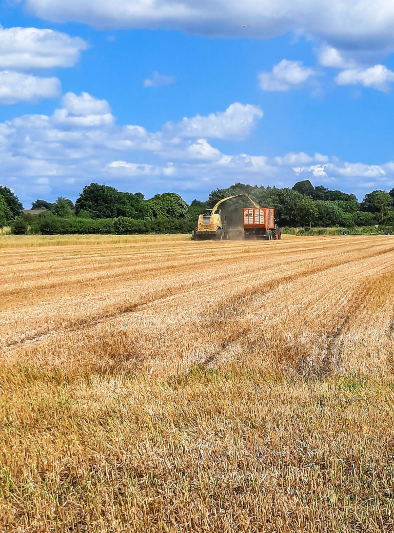 Getreideganzpflanzensilage auf der Geest