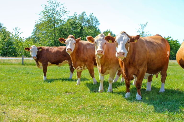 Simmentaler-Zucht zu Gast im hohen Norden