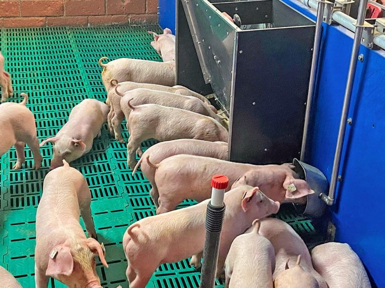 Schweine aktuell: Vergleichender Mischfuttertest