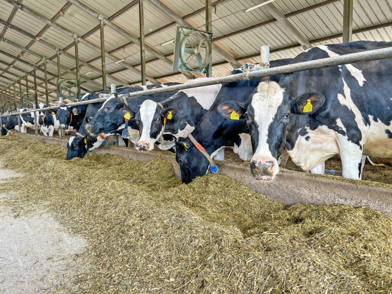 Rinder aktuell: Vergleichender Mischfuttertest