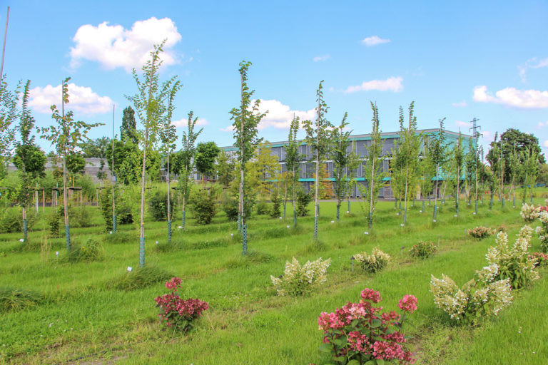 Erfolgreiche Florum in Ellerhoop