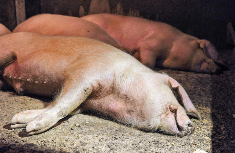 Rund 700 verendete Schweine im Kreis Plön entdeckt