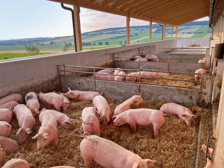 Quo vadis Tierhaltung?