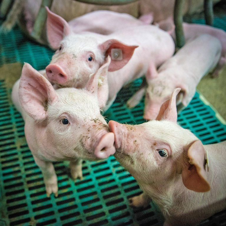 Preisschwäche am Schweinemarkt