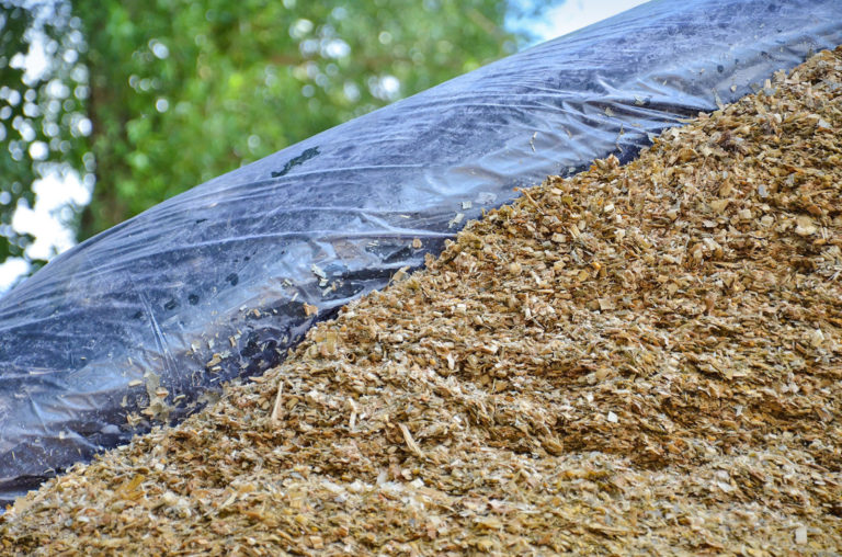 Silierdauer beeinflusst Verdaulichkeit der Silomaisstärke