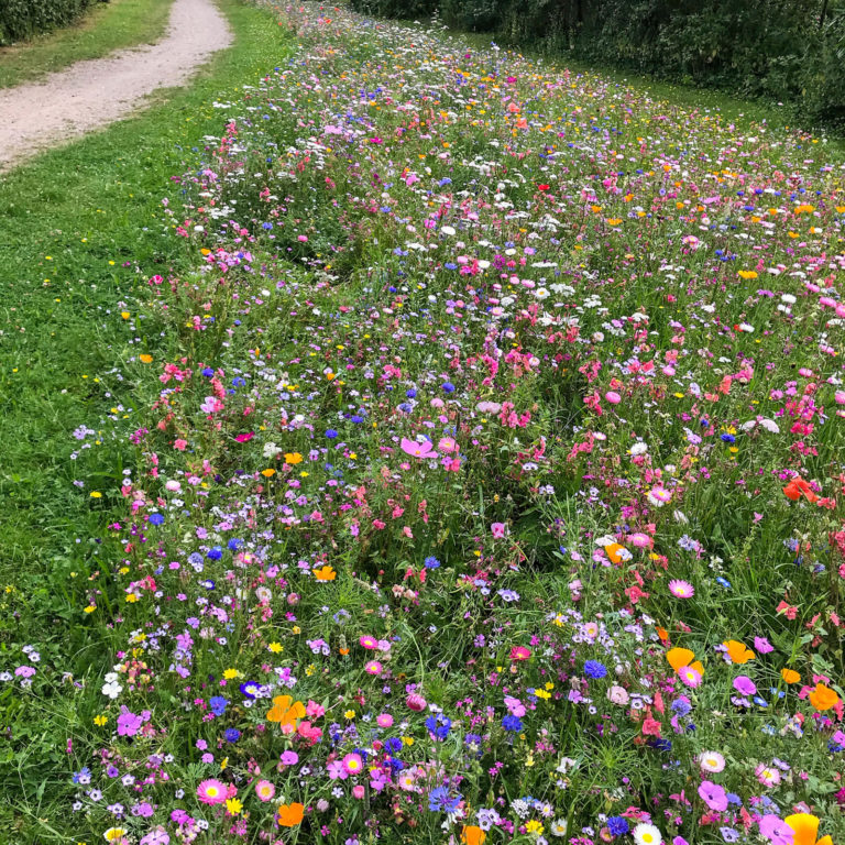 Blumensamen für Blühwiese gesucht