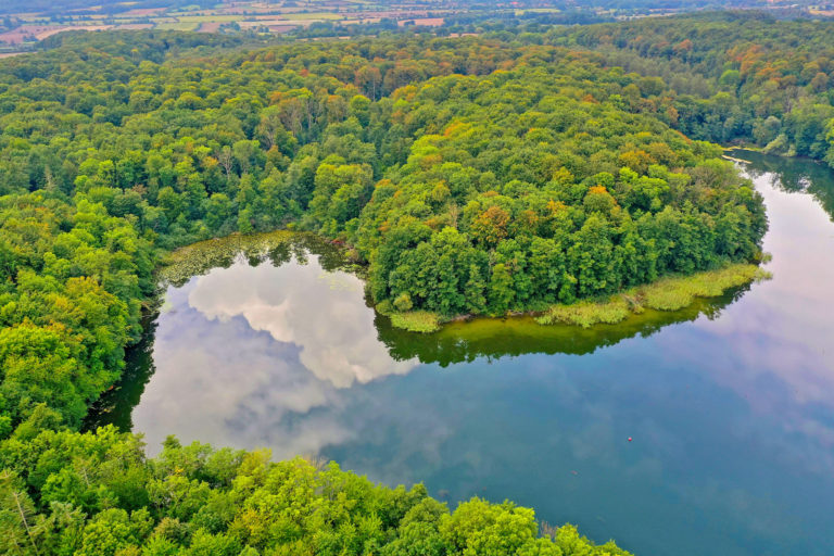 „Den Wald im Klimawandel entwickeln“