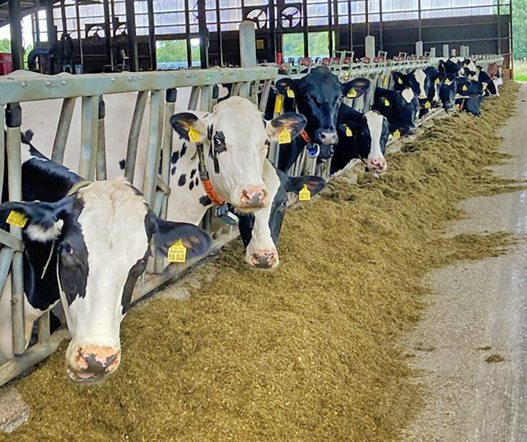 Rinder aktuell: Reduktion der Methanproduktion durch Ergänzungsfutter