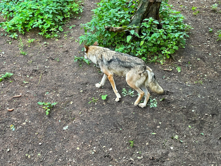 Die Sicht auf den Wolf ändert sich