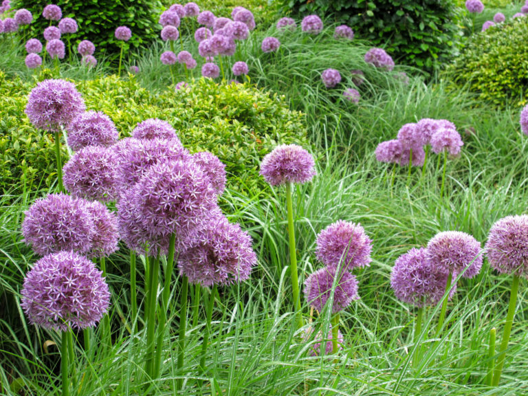 Zierlauch-Vielfalt für den Garten