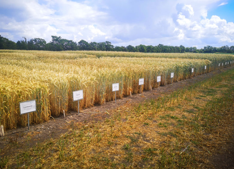 Ergebnisse der Landessortenversuche Wintertriticale