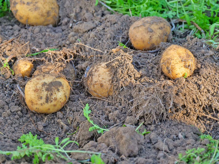 Vergleichsweise hohes Preisniveau für Kartoffeln