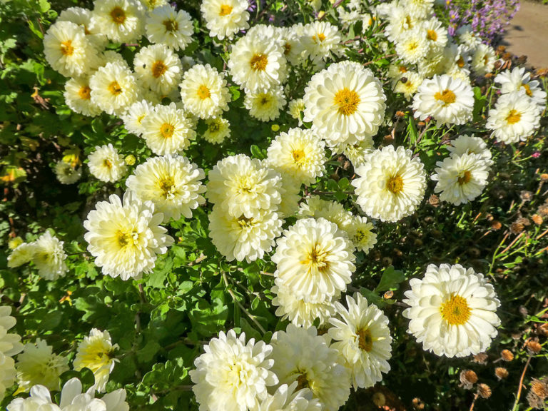 Herbststauden im Garten