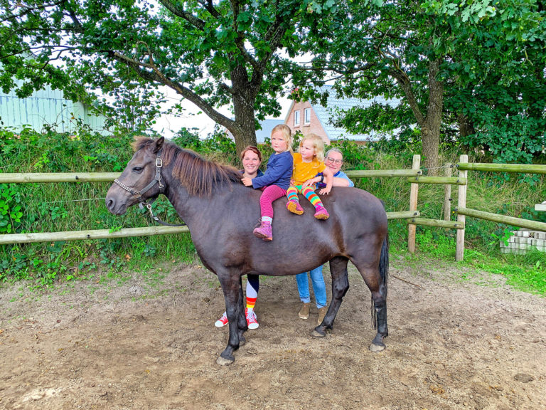 Marlou, ein Konik aus der Geltinger Birk