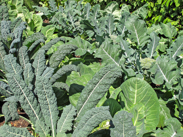 Familie Kohl ist vielseitig und gesund