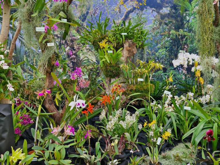 Paradiesblumen in höchster Vollendung