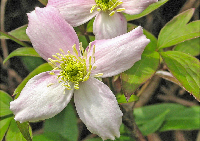 Clematis verschönert Wände, Lauben und Spaliere