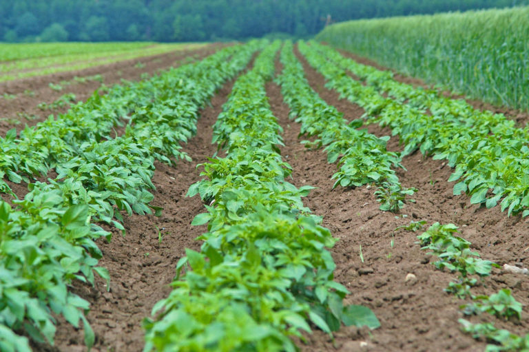 Deutscher Kartoffelhandelsverband relativiert BMEL-Ernteschätzung