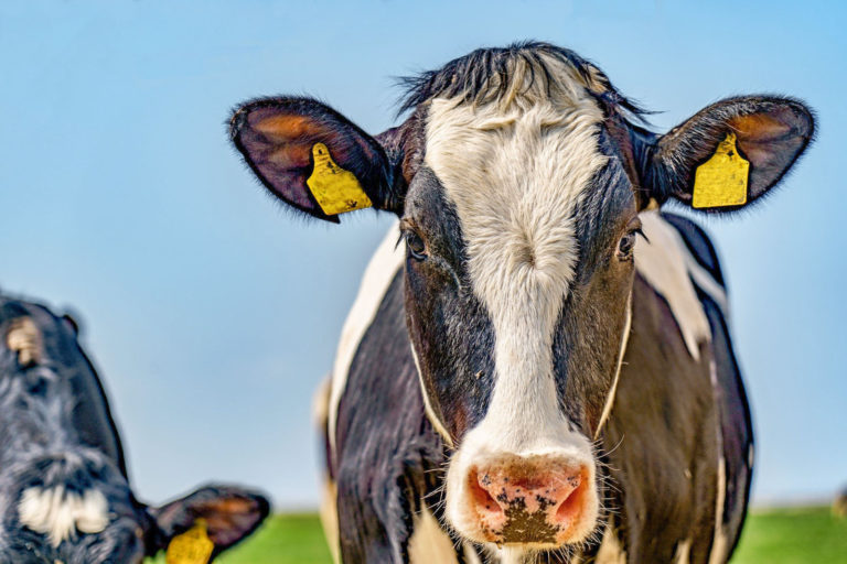 Schleswig-Holstein ist weitestgehend BVD-frei