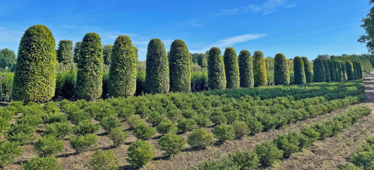 Herbstzeit ist ideale Pflanzzeit