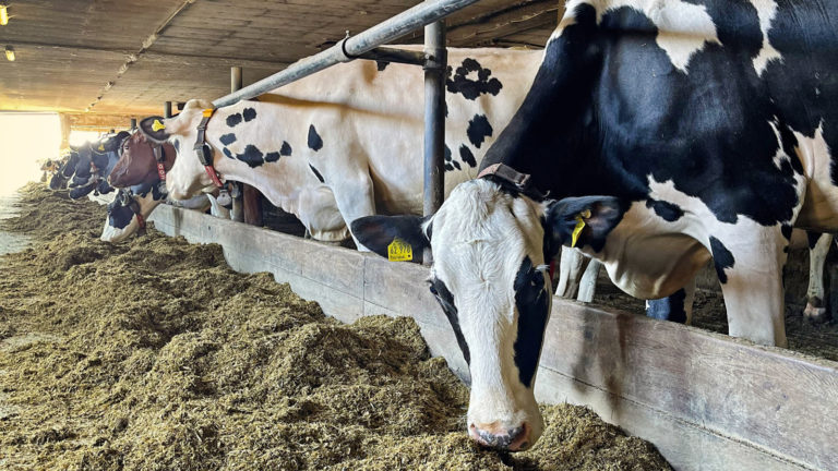 Kraftfutter am Melkroboter gezielt füttern