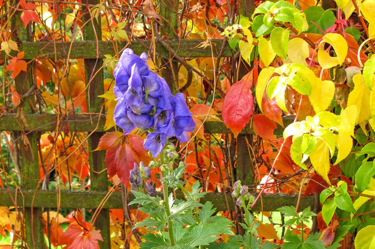 Herbsteisenhut begeistert mit später Blütezeit