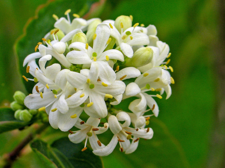 Gehölze mit Herbst- und Winterblüte