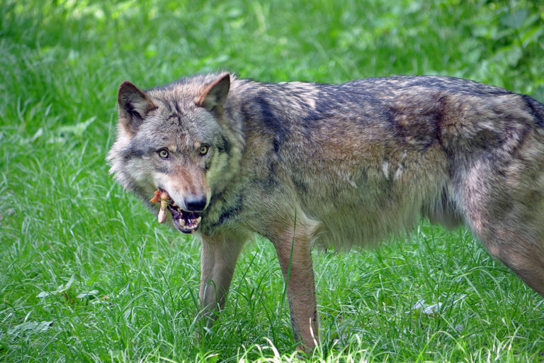 Feuer frei auf den Wolf