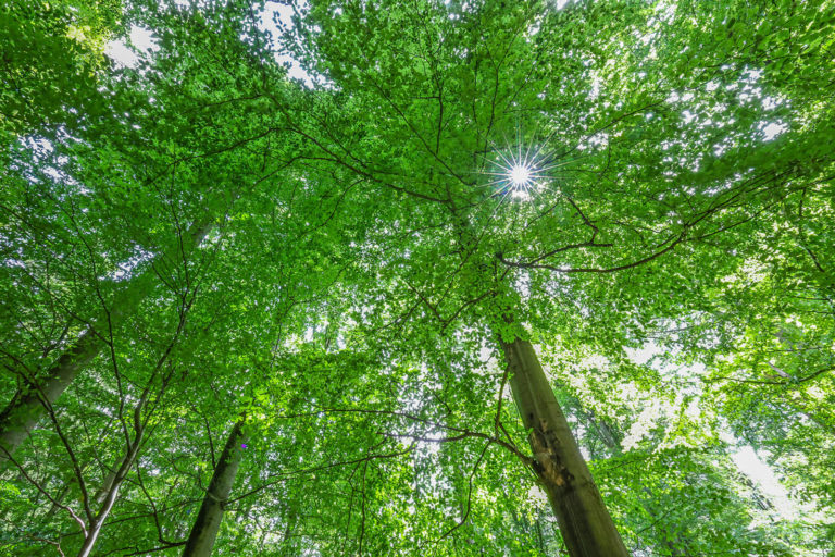 Bioenergie leistet großen Beitrag zur Klimaneutralität