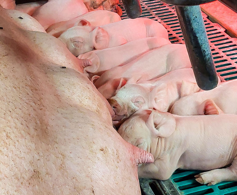 Schweine aktuell: Vitalität und Robustheit im Fokus
