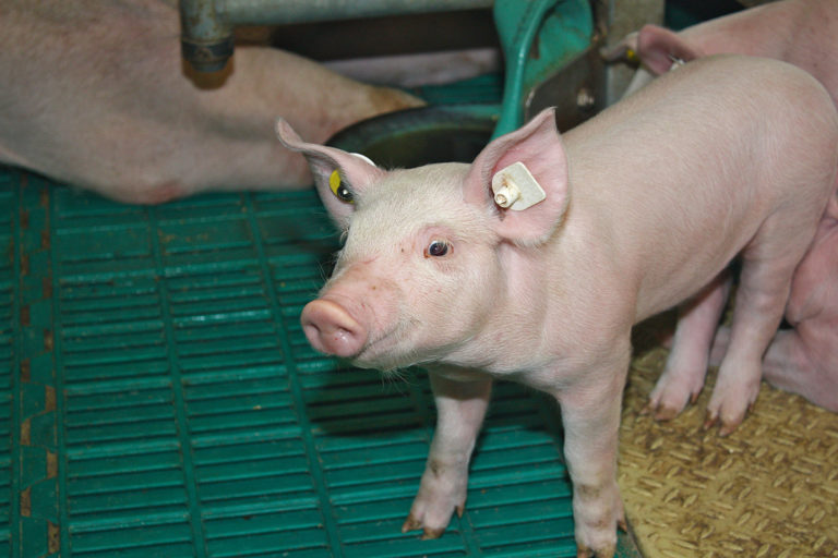 Betriebszweig unbedingt im Land halten