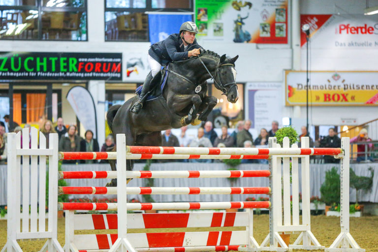 Schleswig-Holsteiner Pferde beim Trakehner Hengstmarkt