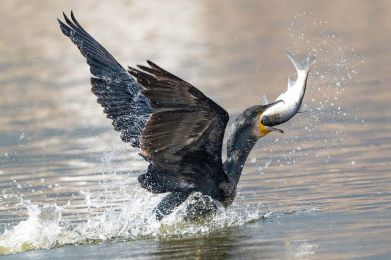 Wie viel Fisch frisst der Kormoran?