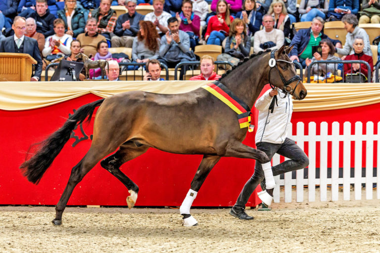 Trakehner Hengstmarkt in Neumünster