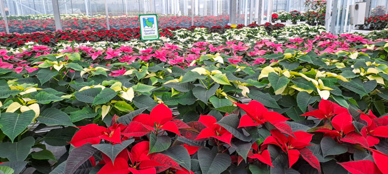 Farbenfrohe Weihnachtssterne erhellen dunkle Tage