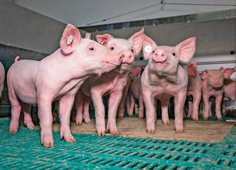 Fester Schweine- und Ferkelhandel