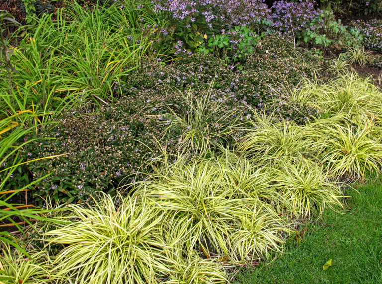 Goldgelbes Laub, goldgelbe Nadeln